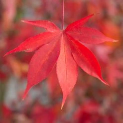 Japanischer Fächerahorn 'Osakazuki', Höhe 40 - 60 Cm, Topf-Ø 19 Cm -Die grüne Ecke 0410301148 Acer palm Osakazuki 2 84634