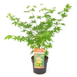 Japanischer Fächerahorn 'Osakazuki', Höhe 40 - 60 Cm, Topf-Ø 19 Cm -Die grüne Ecke 0410301148 Acer palm Osakazuki 4 84636