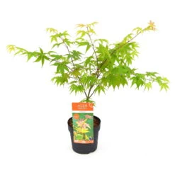 Japanischer Fächerahorn 'Osakazuki', Höhe 40 - 60 Cm, Topf-Ø 19 Cm -Die grüne Ecke 0410301148 Acer palm Osakazuki 6 84635