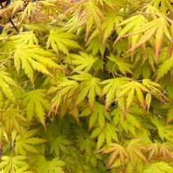 Japanischer Fächerahorn 'Orange Dream', Höhe 80 - 100 Cm, Topf 10 Liter -Die grüne Ecke 0410301209 acer gelblaubig orange dream oder irene 3 124009