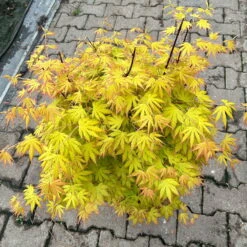 Japanischer Fächerahorn 'Orange Dream', Höhe 80 - 100 Cm, Topf 10 Liter -Die grüne Ecke 0410301209 acer gelblaubig orange dream oder irene 4 124008