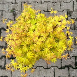 Japanischer Fächerahorn 'Orange Dream', Höhe 80 - 100 Cm, Topf 10 Liter -Die grüne Ecke 0410301209 acer gelblaubig orange dream oder irene 5 124007
