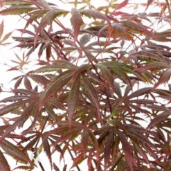 Roter Fächerahorn 'Trompenburg', Höhe 80-100 Cm, Topf 10 Liter -Die grüne Ecke 0410301210 acer trompenburg 2 124806