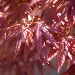 Japanischer Fächerahorn 'Atropurpureum', Höhe 80 - 100 Cm, Topf 10 Liter -Die grüne Ecke 0410301211 Acer palm Atropurpureum Co10lt 1 118995