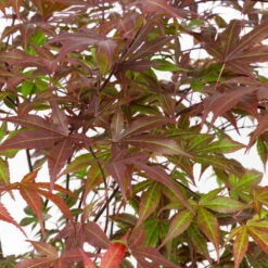 Japanischer Fächerahorn 'Atropurpureum', Höhe 80 - 100 Cm, Topf 10 Liter -Die grüne Ecke 0410301211 acer atropurpureum 2 124807