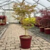 Japanischer Fächerahorn 'Bi Hoo', Höhe 80-100 Cm, Topf 10 Liter -Die grüne Ecke 0410301212 acer bi hoo 6 124014