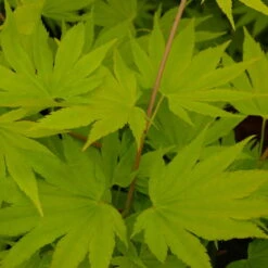 Gelber Fächerahorn 'Jordan', Höhe 80-100 Cm, Topf 10 Liter -Die grüne Ecke 0410301213 Acer shir Jordan 1 120011