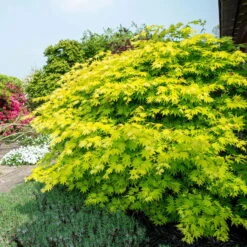 Gelber Fächerahorn 'Jordan', Höhe 80-100 Cm, Topf 10 Liter -Die grüne Ecke 0410301213 Acer shir Jordan 2 120010