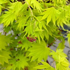 Gelber Fächerahorn 'Jordan', Höhe 80-100 Cm, Topf 10 Liter -Die grüne Ecke 0410301213 acer jordan 5 124017