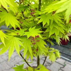 Gelber Fächerahorn 'Jordan', Höhe 80-100 Cm, Topf 10 Liter -Die grüne Ecke 0410301213 acer jordan 6 124019