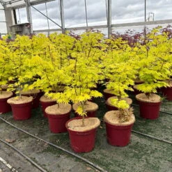 Gelber Fächerahorn 'Jordan', Höhe 80-100 Cm, Topf 10 Liter -Die grüne Ecke 0410301213 acer jordan 7 124020