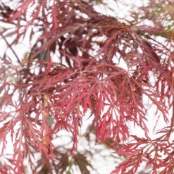 Roter Schlitzahorn 'Dissectum Garnet', Höhe 50 - 60 Cm, Topf 10 Liter -Die grüne Ecke 0410301241 acer diss garnet 2 124808