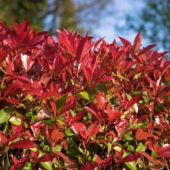 Glanzmispel 'Devils Dream'®, 3er-Set, Höhe 40-50 Cm, Topf 5 Liter -Die grüne Ecke 0410350265 Photinia Devils Dream 3er Set 1 104915