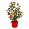Glanzmispel 'Devils Dream'®, 3er-Set, Höhe 40-50 Cm, Topf 5 Liter -Die grüne Ecke 0410350265 Photinia Devils Dream 3er Set 3 104911