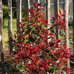 Glanzmispel 'Devils Dream'®, 3er-Set, Höhe 40-50 Cm, Topf 5 Liter -Die grüne Ecke 0410350265 Photinia Devils Dream 3er Set 4 104913