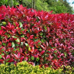 Glanzmispel 'Devils Dream'®, 3er-Set, Höhe 40-50 Cm, Topf 5 Liter -Die grüne Ecke 0410350265 Photinia Devils Dream 3er Set 5 104916