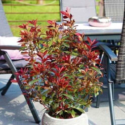 Glanzmispel 'Devils Dream'®, 3er-Set, Höhe 40-50 Cm, Topf 5 Liter -Die grüne Ecke 0410350265 Photinia Devils Dream 3er Set 6 104914