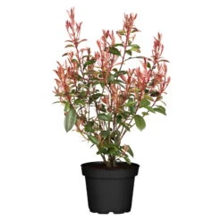 Kompakte Glanzmispel, 25er-Set, Höhe 60-80 Cm, Topf 10 Liter -Die grüne Ecke 0410350267 Photinia Robusta Compacta 25er Set2 106269 1
