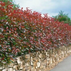 Glanzmispel 'Red Robin', Photinia X Fraseri, 5er-Set, Spalier 130 X 90 Cm -Die grüne Ecke 0410350270 Photinia Red Robin 16er Set 105283