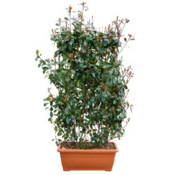 Glanzmispel 'Red Robin', Photinia X Fraseri, 5er-Set, Spalier 130 X 90 Cm -Die grüne Ecke 0410350273 Photinia Red Robin 5er Set Spalier 130x90cm Kasten 80cm 1 122771