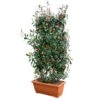 Glanzmispel 'Red Robin', Photinia X Fraseri, 5er-Set, Spalier 130 X 90 Cm -Die grüne Ecke 0410350273 Photinia Red Robin 5er Set Spalier 130x90cm Kasten 80cm 2 122770