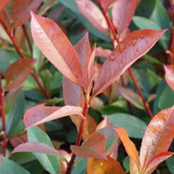 Kompakte Glanzmispel, Höhe 60-80 Cm, Topf 7,5 Liter, 15er-Set -Die grüne Ecke 0410350291 0410112973 0410870693 0410870695 photinia fraseri carre rouge 3 122778