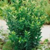 Immergrüner Japanischer Spindelstrauch 'Green Spire', 2er-Set, Topf 7 Liter -Die grüne Ecke 0410360194 Euonymus jap Green Spire 060 080 7 l 48721