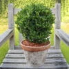 Japanischer Spindelstrauch 'Green Wonder'®, 2er-Set, Grün, Kugel 25-30 Cm -Die grüne Ecke 0410360290 0410360291 Euonymus Green Wonder 1 104785