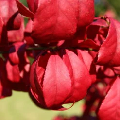 Kompaktes Pfaffenhütchen 'Compactus', 4er-Set, Topf 4 Liter -Die grüne Ecke 0410360297 Euonymus alatus Compactus 4er Set 1 109241
