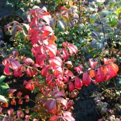 Kompaktes Pfaffenhütchen 'Compactus', 4er-Set, Topf 4 Liter -Die grüne Ecke 0410360297 Euonymus alatus Compactus 4er Set 2 109239