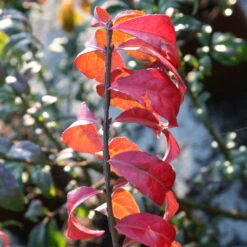 Kompaktes Pfaffenhütchen 'Compactus', 4er-Set, Topf 4 Liter -Die grüne Ecke 0410360297 Euonymus alatus Compactus 4er Set 3 109240