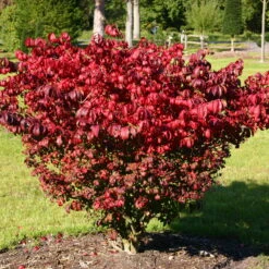 Kompaktes Pfaffenhütchen 'Compactus', 4er-Set, Topf 4 Liter -Die grüne Ecke 0410360297 Euonymus alatus Compactus 4er Set 4 109238