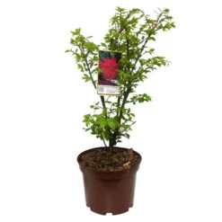 Kompaktes Pfaffenhütchen 'Compactus', 4er-Set, Topf 4 Liter -Die grüne Ecke 0410360297 Euonymus alatus Compactus 4er Set 5 109258