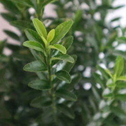 Japanischer Spindelstrauch 'Green Empire'®, Höhe 25-30 Cm, Topf 3 Liter, 5er-Set -Die grüne Ecke 0410360298 Euonymus jap Green Empire 5er Set Co3 117770