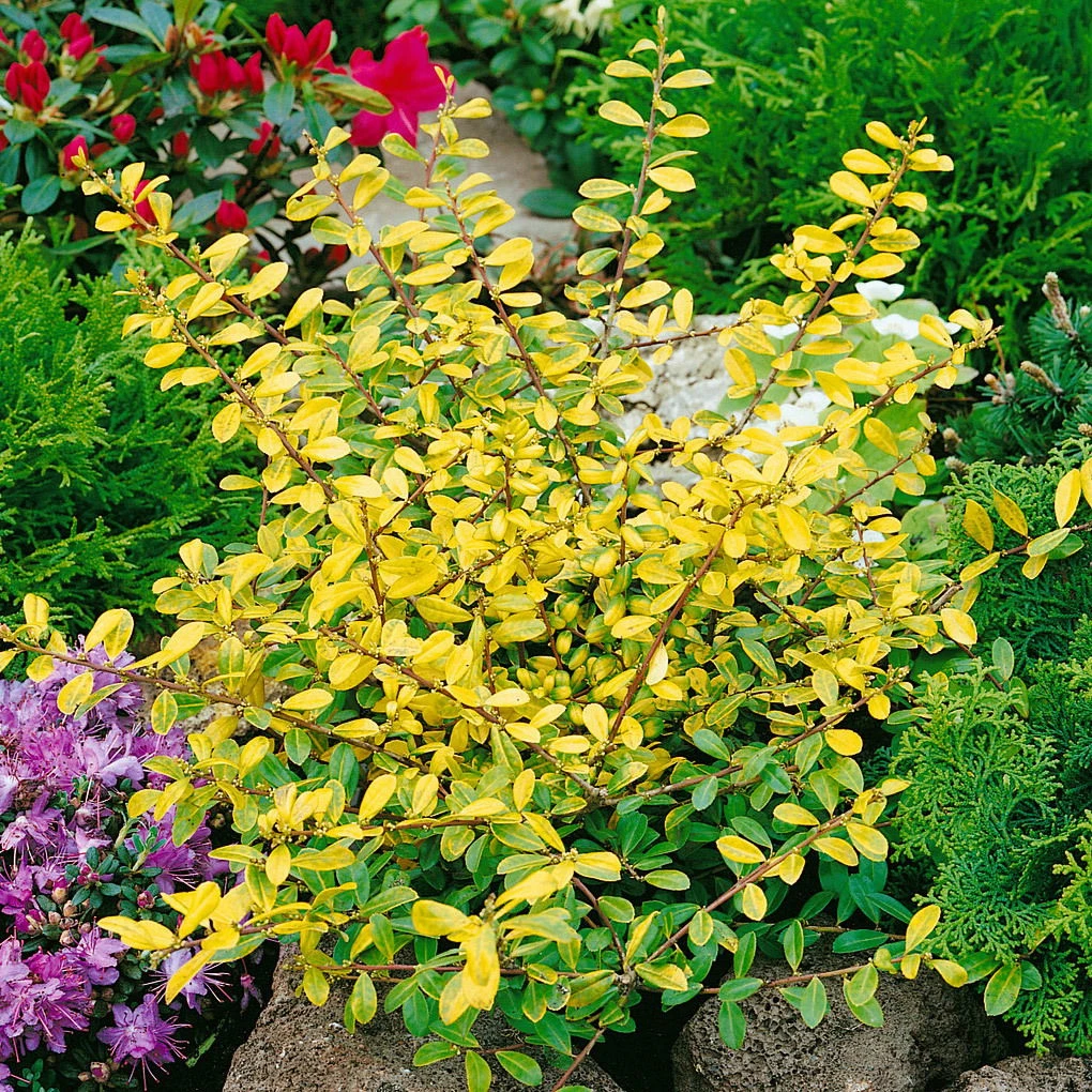 10er-Set Ilex Crenata "Golden Gem", Gelblaubiger Berg-Ilex, Höhe 15-20 Cm, Im 2 Liter Topf 3 10er-Set Ilex Crenata "Golden Gem", Gelblaubiger Berg-Ilex, Höhe 15-20 Cm, Im 2 Liter Topf