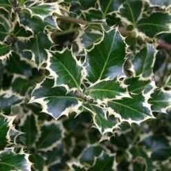 Buntlaubige Stechpalmen - Ilex, 2er-Set, Höhe 30-40 Cm, Topf Je 5 Liter -Die grüne Ecke 0410450591 Kollektion Ilex buntlaubig 030 040 Co 5lt 1 62181