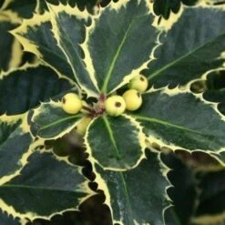 Buntlaubige Stechpalmen - Ilex, 2er-Set, Höhe 30-40 Cm, Topf Je 5 Liter -Die grüne Ecke 0410450591 Kollektion Ilex buntlaubig 030 040 Co 5lt 2 62180