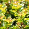 Ilex Meserveae 'Little Rascal'®, 20er-Set, Höhe 12-15 Cm, Topf 1,5 L -Die grüne Ecke 0410450634 Ilex mes Little Rascal 20er Set 1 83937 1