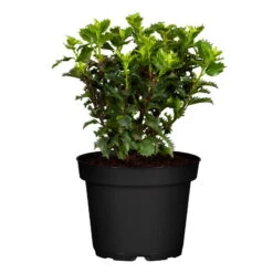 Ilex Meserveae 'Little Rascal'®, 5er-Set, Höhe 25-30 Cm, Topf 3 Liter -Die grüne Ecke 0410450634 Ilex mes Little Rascal 20er Set 83938 2