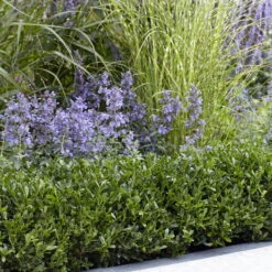 Stechpalme LUXUS® 'Hedge', 15er-Set, Höhe 10-15 Cm, Topf 1,5 Liter