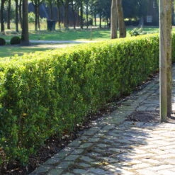 Stechpalme 'Impala®', 5er-Set, Höhe 50-60 Cm, Topf 5 Liter