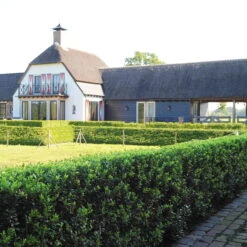 Stechpalme 'Impala®' Kugel, 3er-Set, Höhe 20-25 Cm, Topf 5 Liter 15 Stechpalme 'Impala®' Kugel, 3er-Set, Höhe 20-25 Cm, Topf 5 Liter -Die grüne Ecke 0410450790 Ilex max Impala 2 104011 1