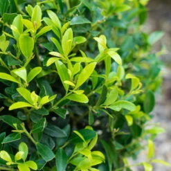 Stechpalme 'Impala®', 10er-Set, Höhe 30-40 Cm, Topf 2 Liter -Die grüne Ecke 0410450790 Ilex max Impala 3 104013 2