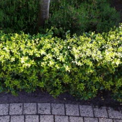 Stechpalme 'Impala®', 10er-Set, Höhe 30-40 Cm, Topf 2 Liter -Die grüne Ecke 0410450790 Ilex max Impala 5 104012 2