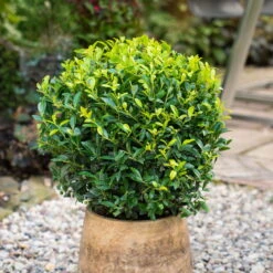 Stechpalme 'Impala®', 10er-Set, Höhe 30-40 Cm, Topf 2 Liter -Die grüne Ecke 0410450795 Ilex max Impala Kugel 2 104015 2
