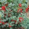 Stechpalme 'Blue Angel', 50er-Set, Grünes Blatt & Rote Beeren, Topf 5 Liter -Die grüne Ecke 0410450796 0410450797 Ilex mes Blue Angel 5 104413