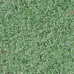 Cotoneaster Dammeri 'Streibs Findling', Topf-Ø 9 Cm, 12er-Set -Die grüne Ecke 0410650140 Coton damm StreibsFindling T9 WEB 03 34140