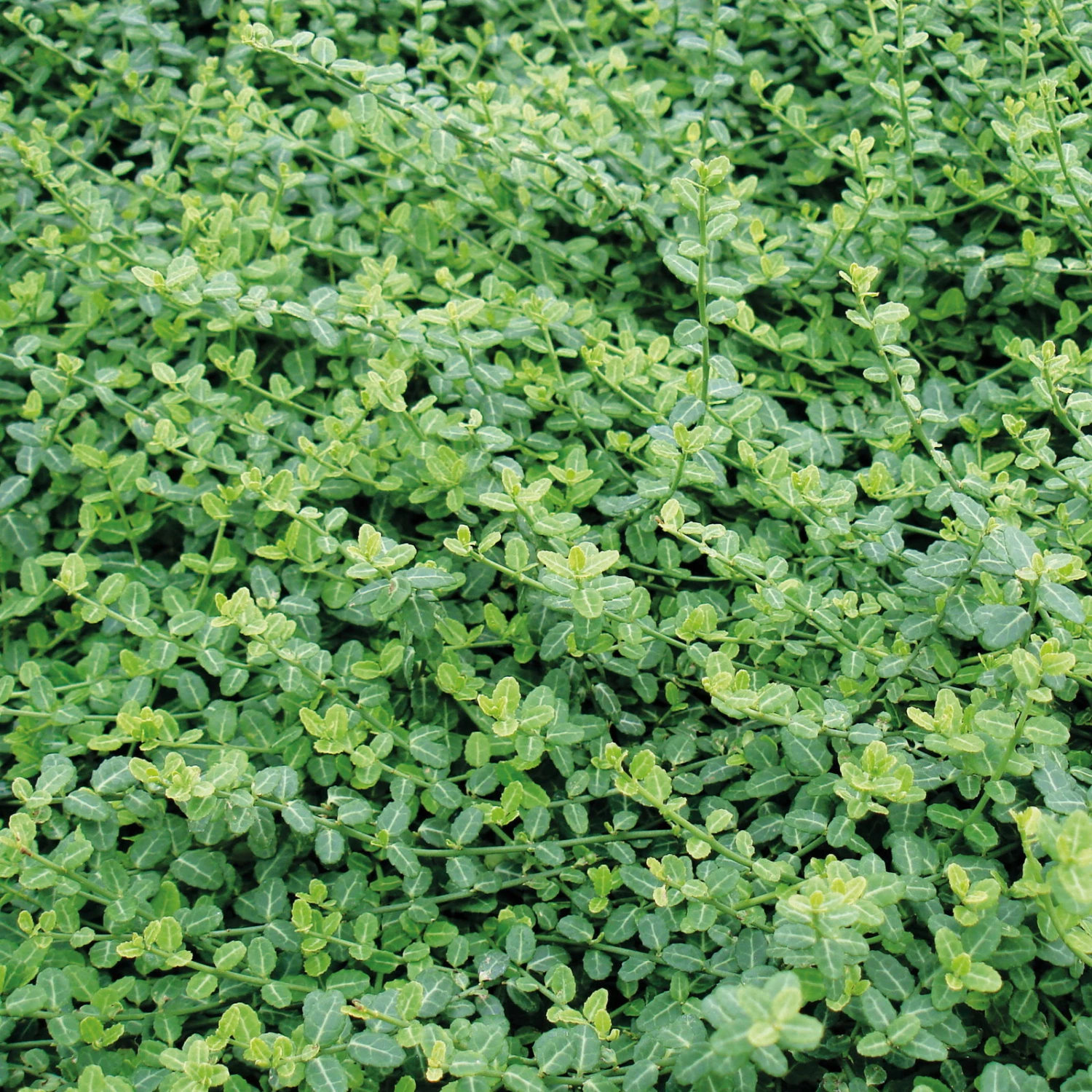 Euonymus Fortunei 'Minimus', Topf-Ø 9 Cm, 12er-Set 3 Euonymus Fortunei 'Minimus', Topf-Ø 9 Cm, 12er-Set