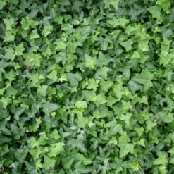 Efeu, Topf-Ø 9 Cm, 12er-Set