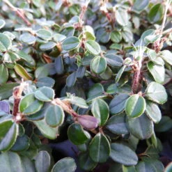 Zwergmispel 'Cochleatus', 12er-Set, 9 Cm Ø Topf -Die grüne Ecke 0410650189 Cotoneaster micro Cochleatus 12er Set 103578